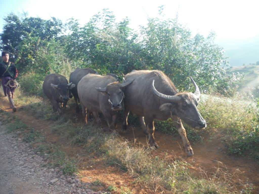 DSCF5741 - kalaw to inle lake trek