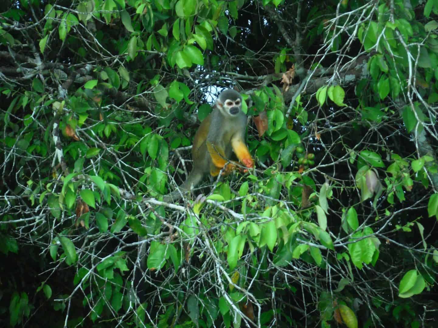 places to visit in South America backpacker, Amazon Rainforest ecuador