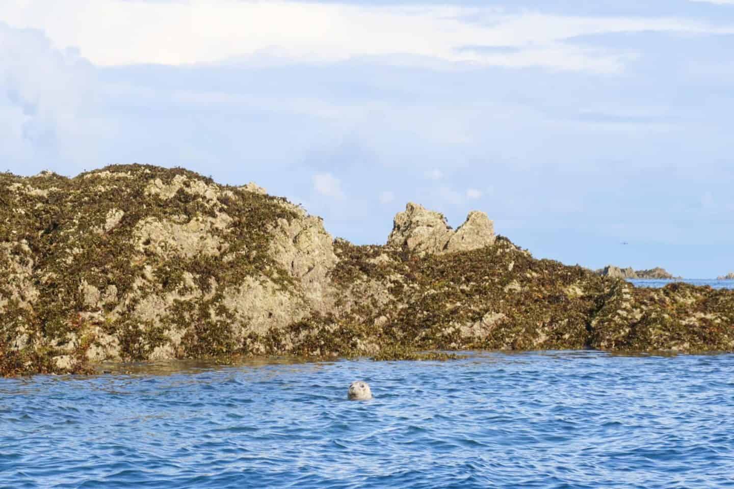 IMG_1443 - Jersey Channel Island itinerary, boat trip seal