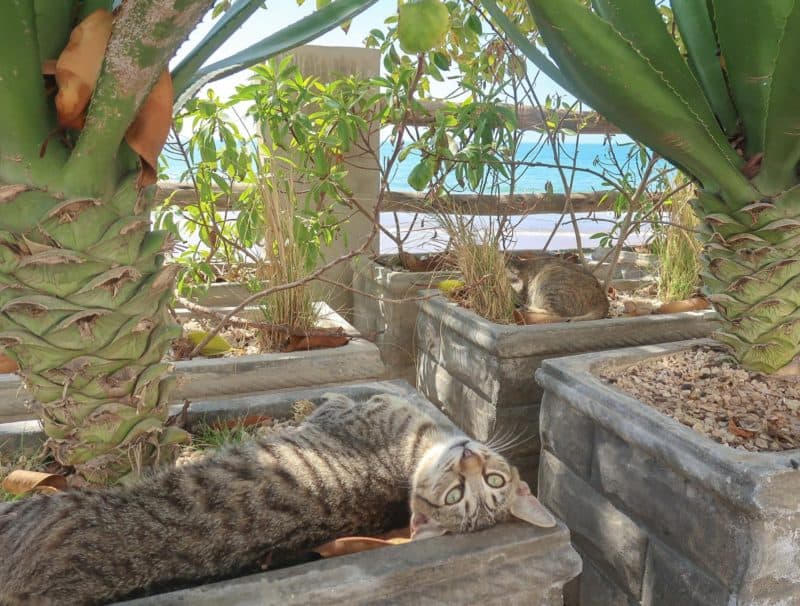 Taghazout cats - Taghazout Morocco Village photo