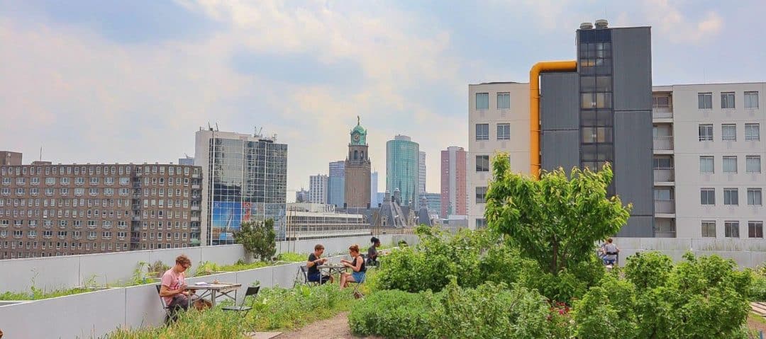 The Wandering Quinn Travel Blog Vegan Cafes Rotterdam