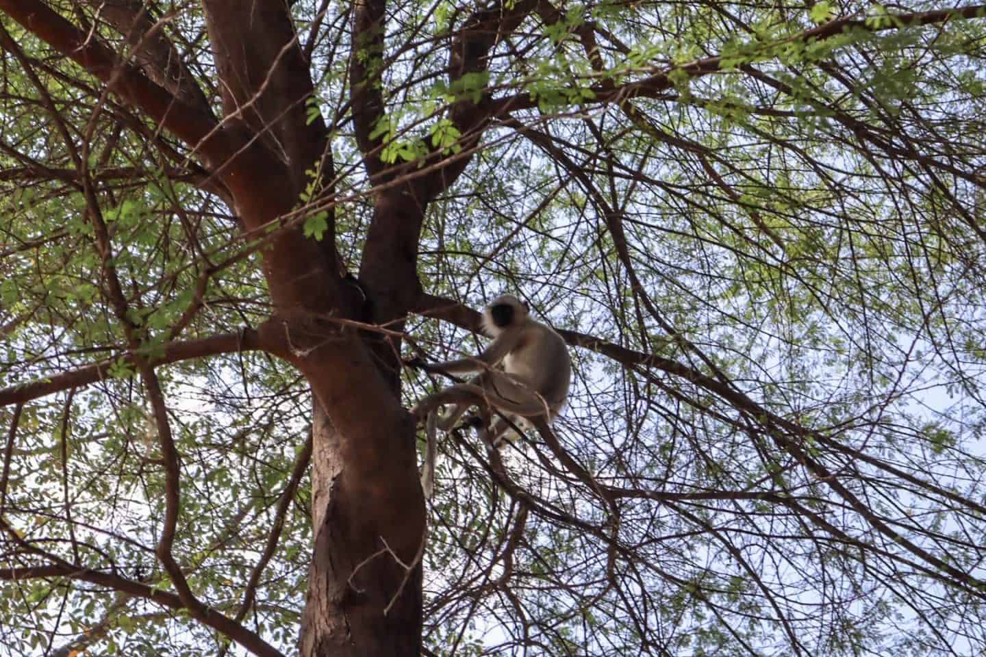 Shahpura Kumbhal Villas Jungle Safari - Shahpura Kumbhal Villas in Kumbhalgarh Jungle safari