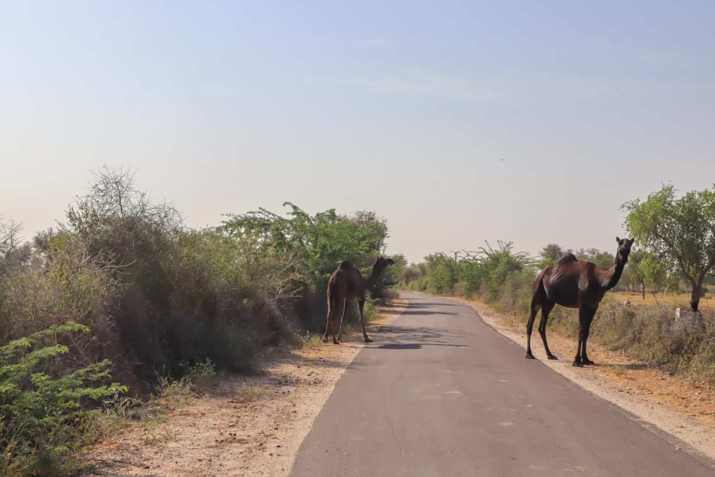 Chhotaram Prajapat's Homestay Jodhpur Village Safari - Homestay in Jodhpur Rural Rajasthan India Village