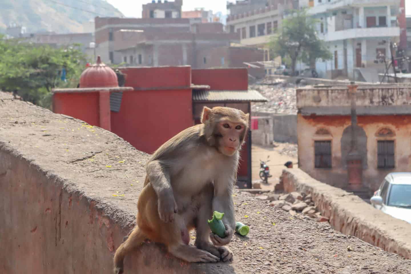 Jaipur Monkey Temple - best places to see in Jaipur Monkey Temple