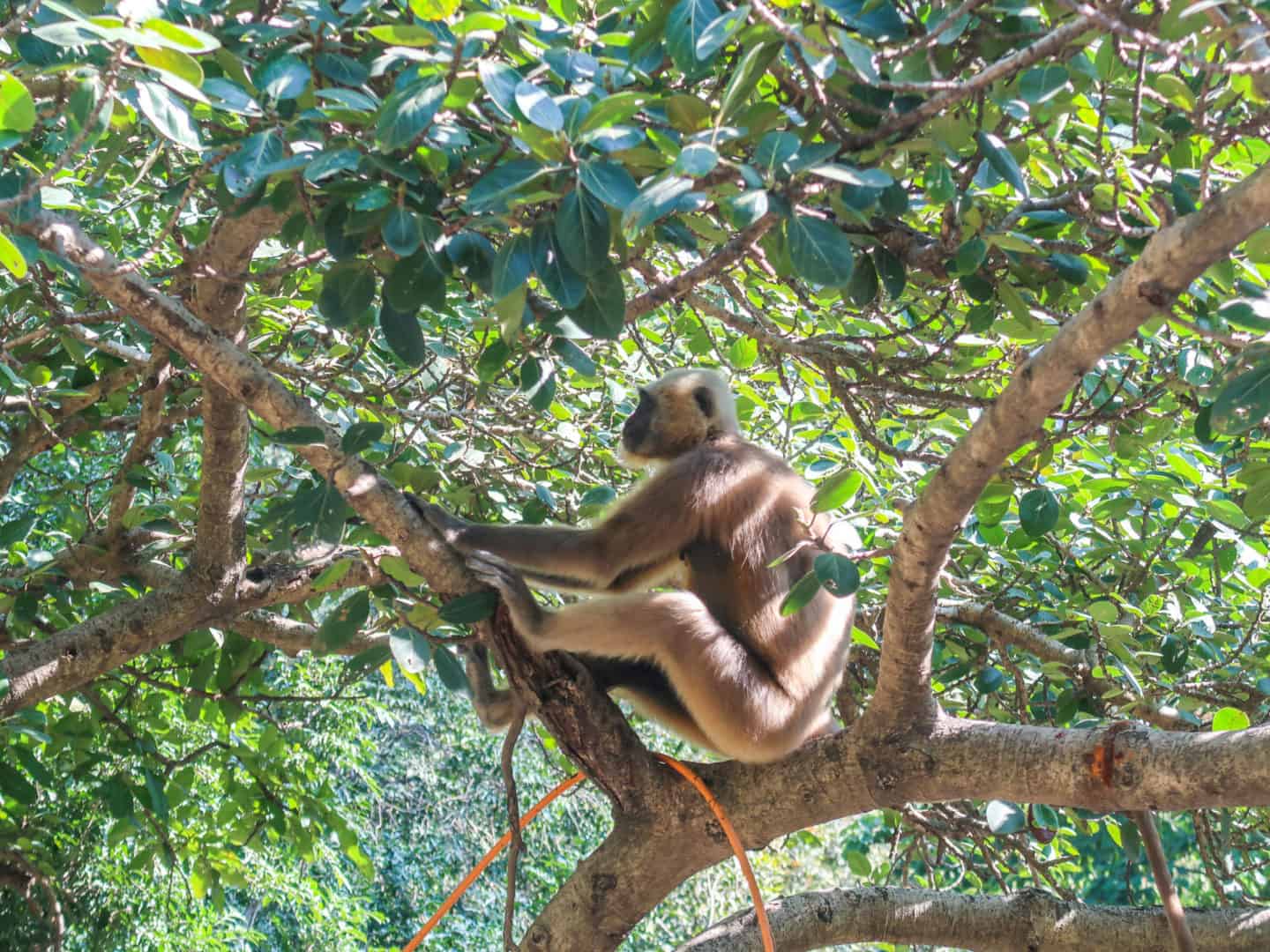 Neer Garh Waterfall Rishikesh - Rishikesh Travel Guide monkeys