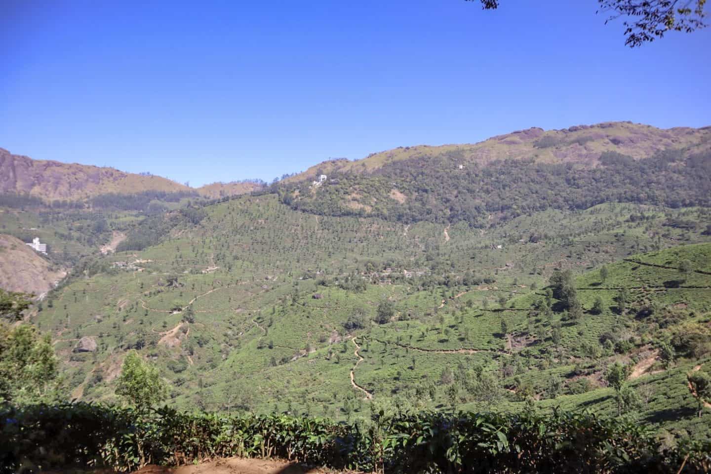 Hiking Munnar Tea Plantation - 2 month India itinerary, Munnar Tea Plantations