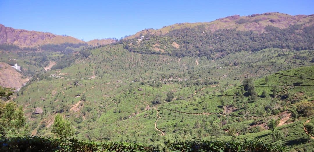 The Wandering Quinn Travel Blog Hiking in Munnar