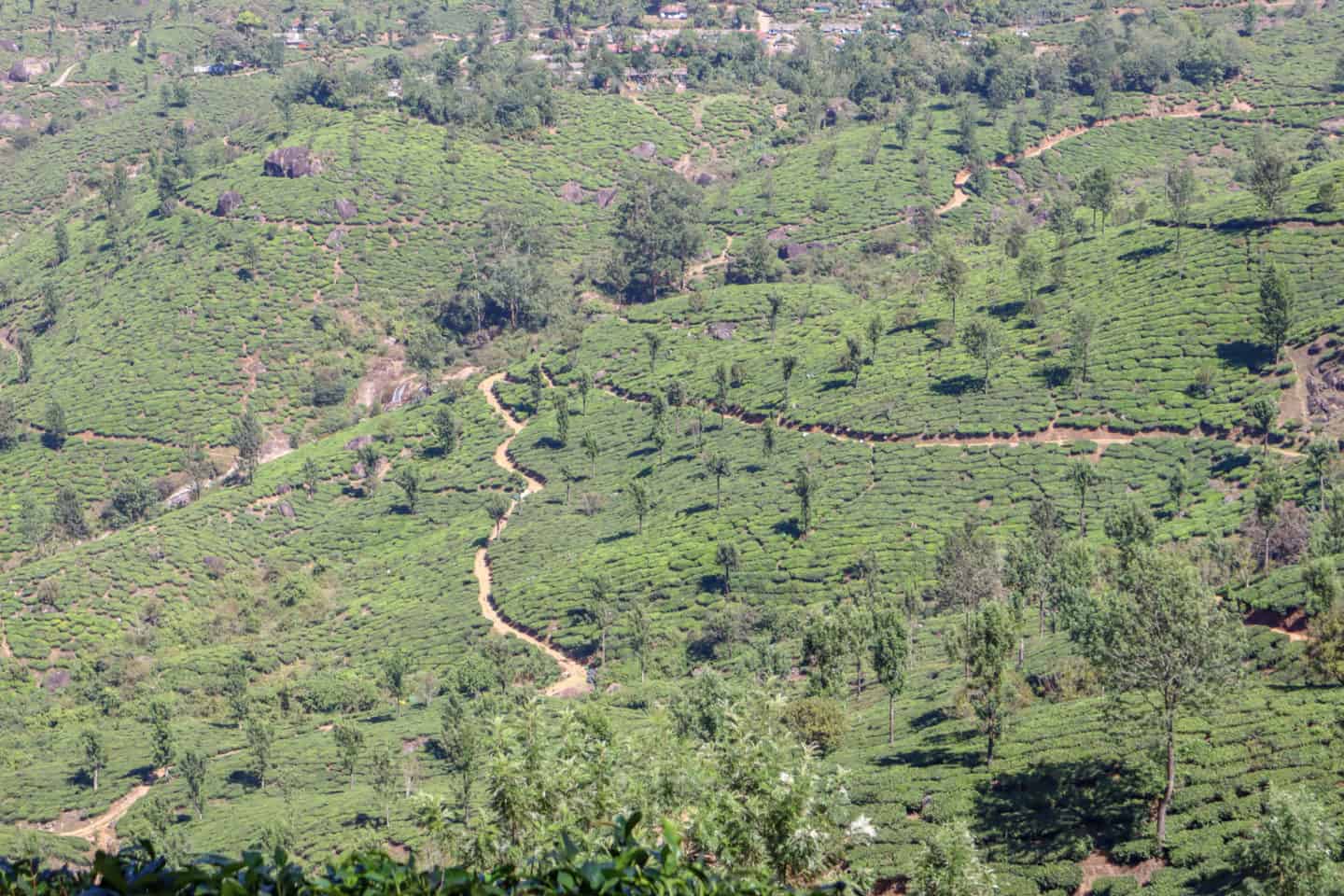 Munnar Tea Plantations - Hiking in Munnar Tea Plantations