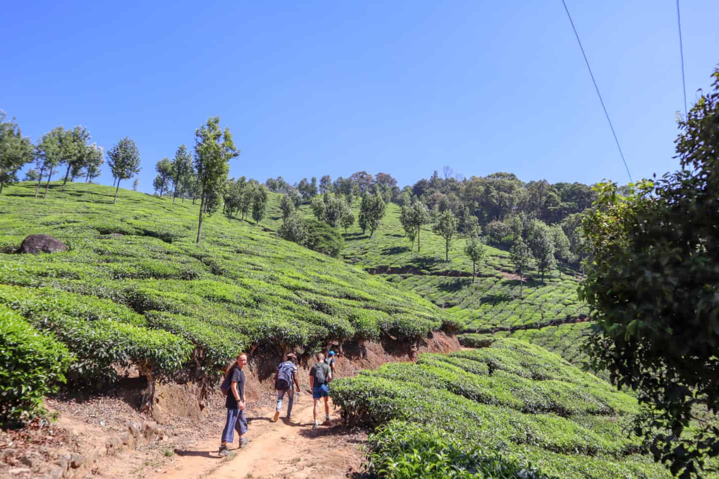 Munnar Tea Plantations - hiking in munnar tea plantations | best places to visit in India