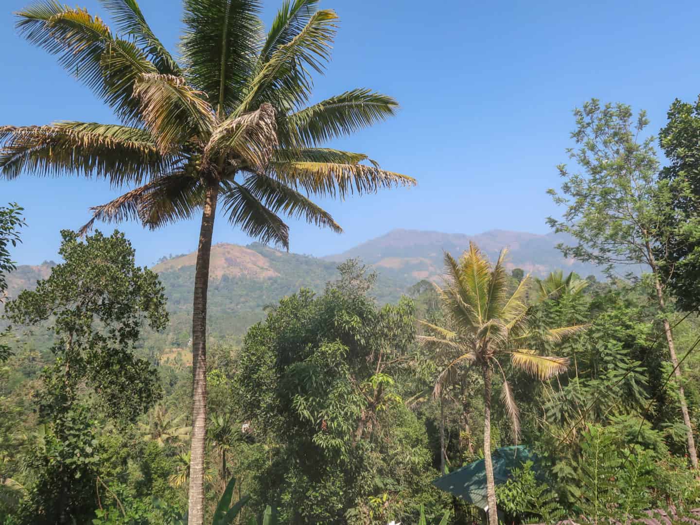 The Wayside Cottage Munnar - The Wayside Cottage Munnar