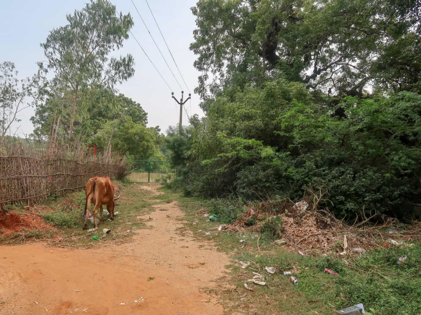 Auroville Trash - Auroville trash