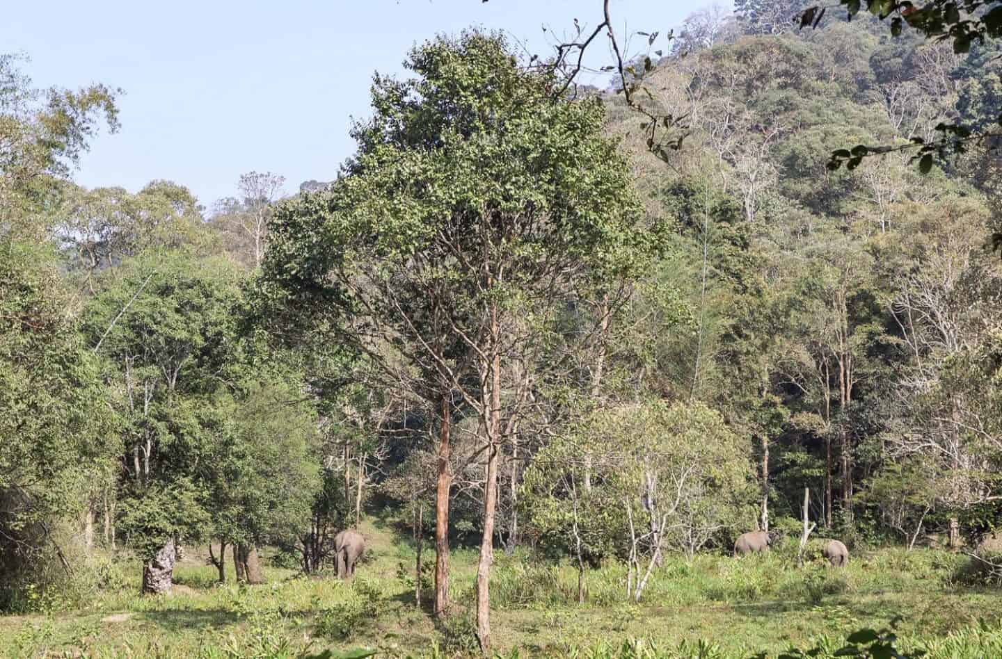 thekkady national park wild elephants - thekkady national park travel guide