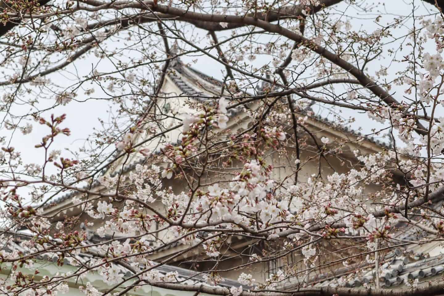 Osaka Castle Cherry Blossom in Spring - Osaka Castle Cherry Blossom in Spring