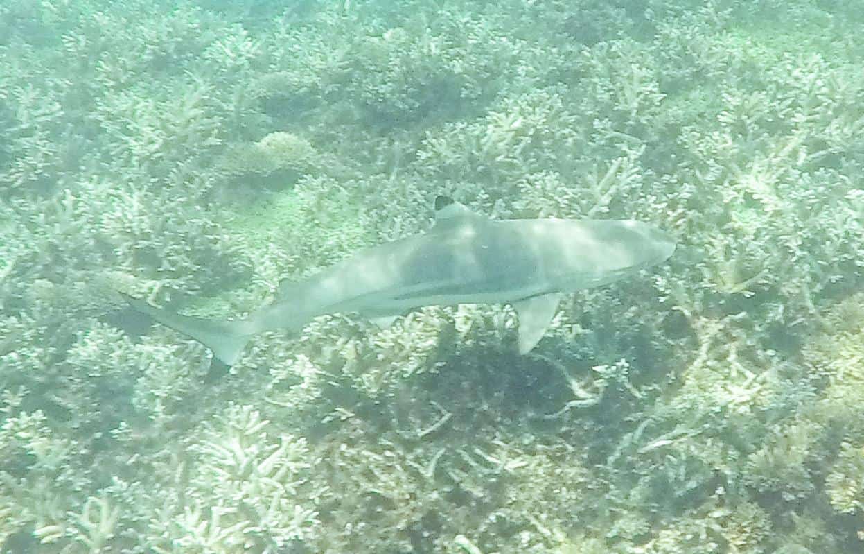 Perhentian Islands Reef Tip Shark - Small Perhentian Island Guide, Perhentian Kecil, sharks