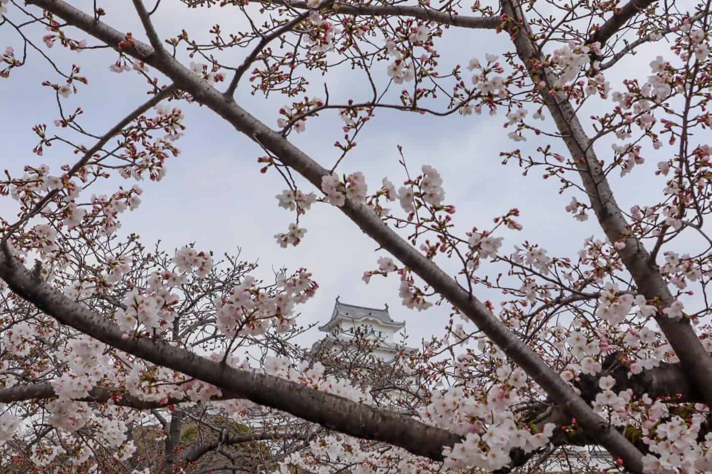 Himeji Castle Japan Cherry Blossom Sakura - The Wandering Quinn Travel Blog