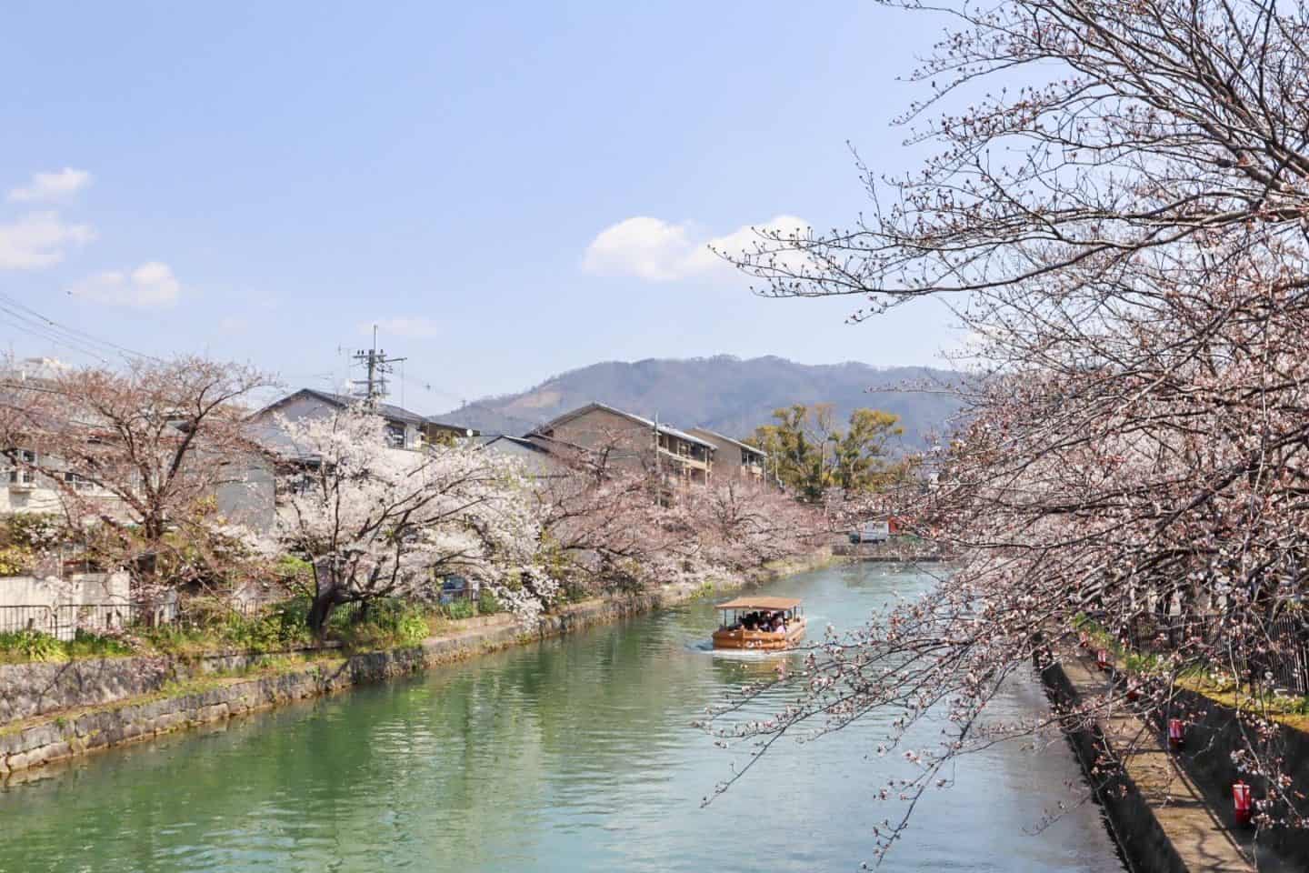Gion District Kyoto Japan Cherry Blossoms - The Wandering Quinn Travel Blog