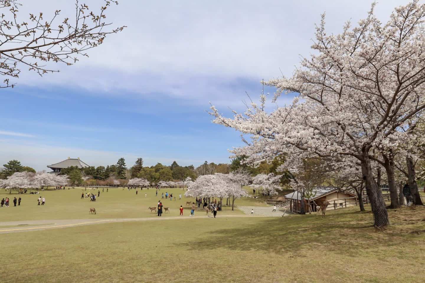 Nara park Cherry Blossoms - Nara park Cherry Blossoms