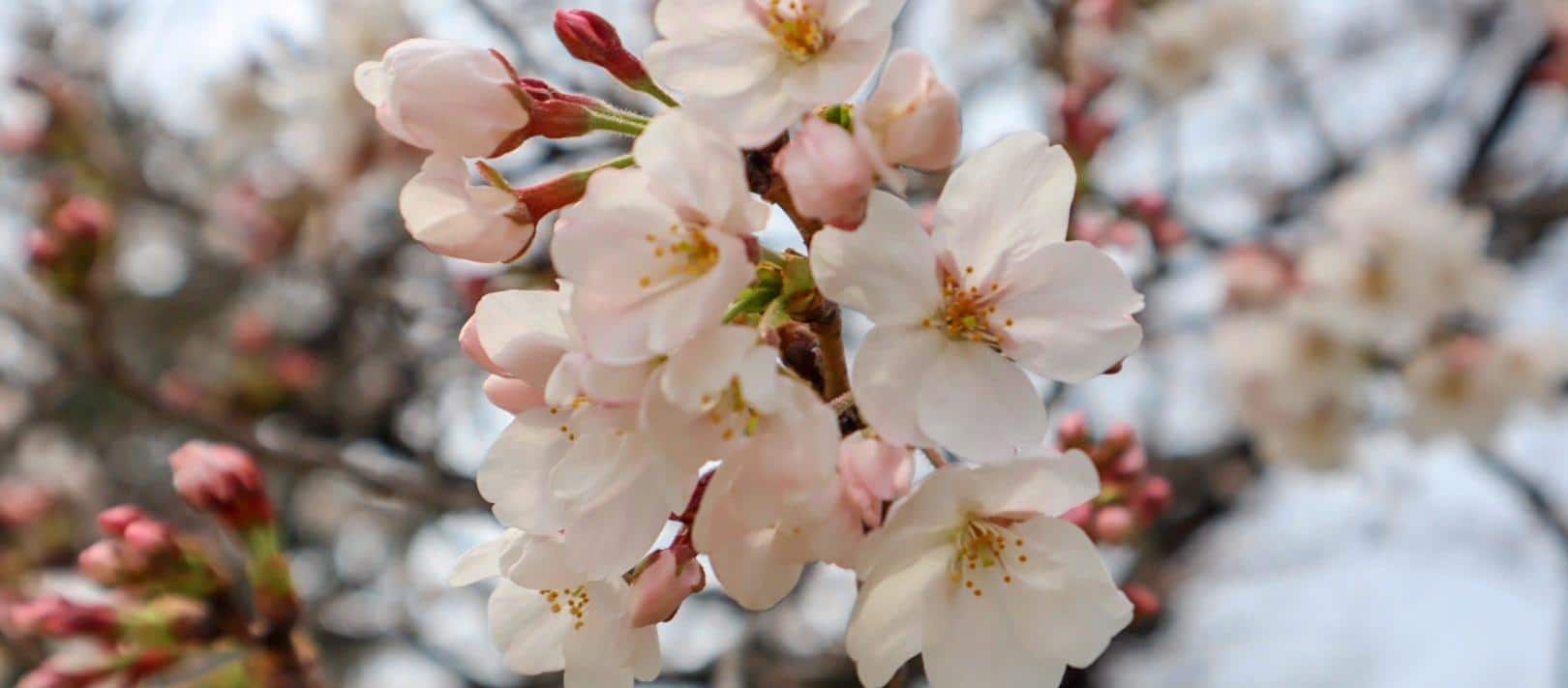 Best Place to See Cherry Blossoms in Japan