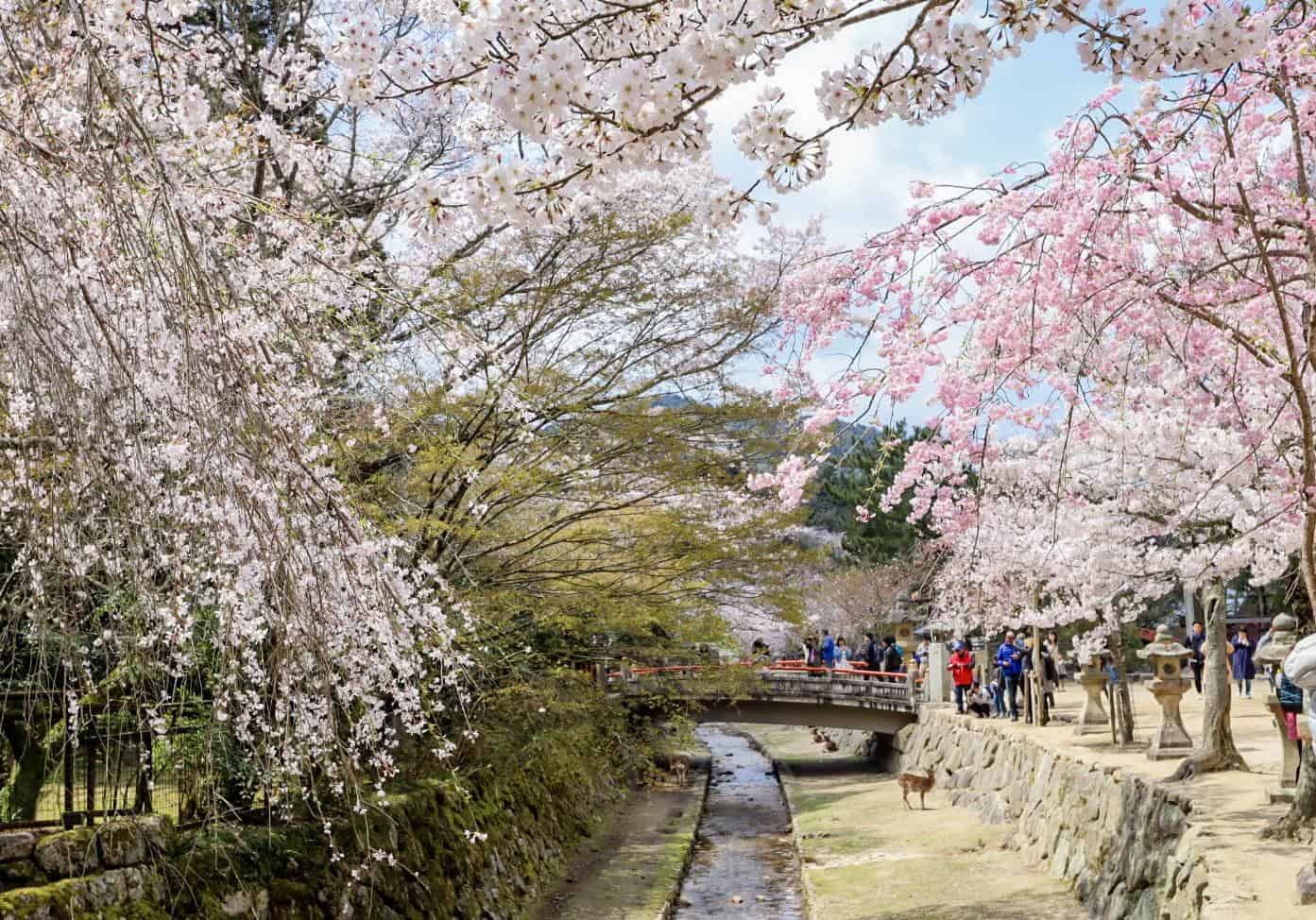 Miyajima island cherry blossoms - Miyajima island cherry blossoms