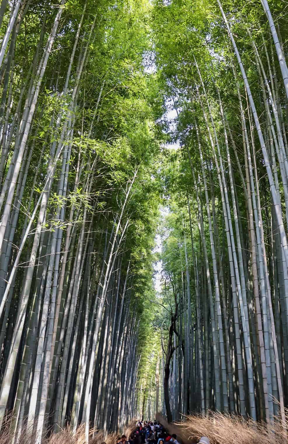 Kyoto Bamboo Grove - Kyoto 1 Day Itinerary, Bamboo Forest