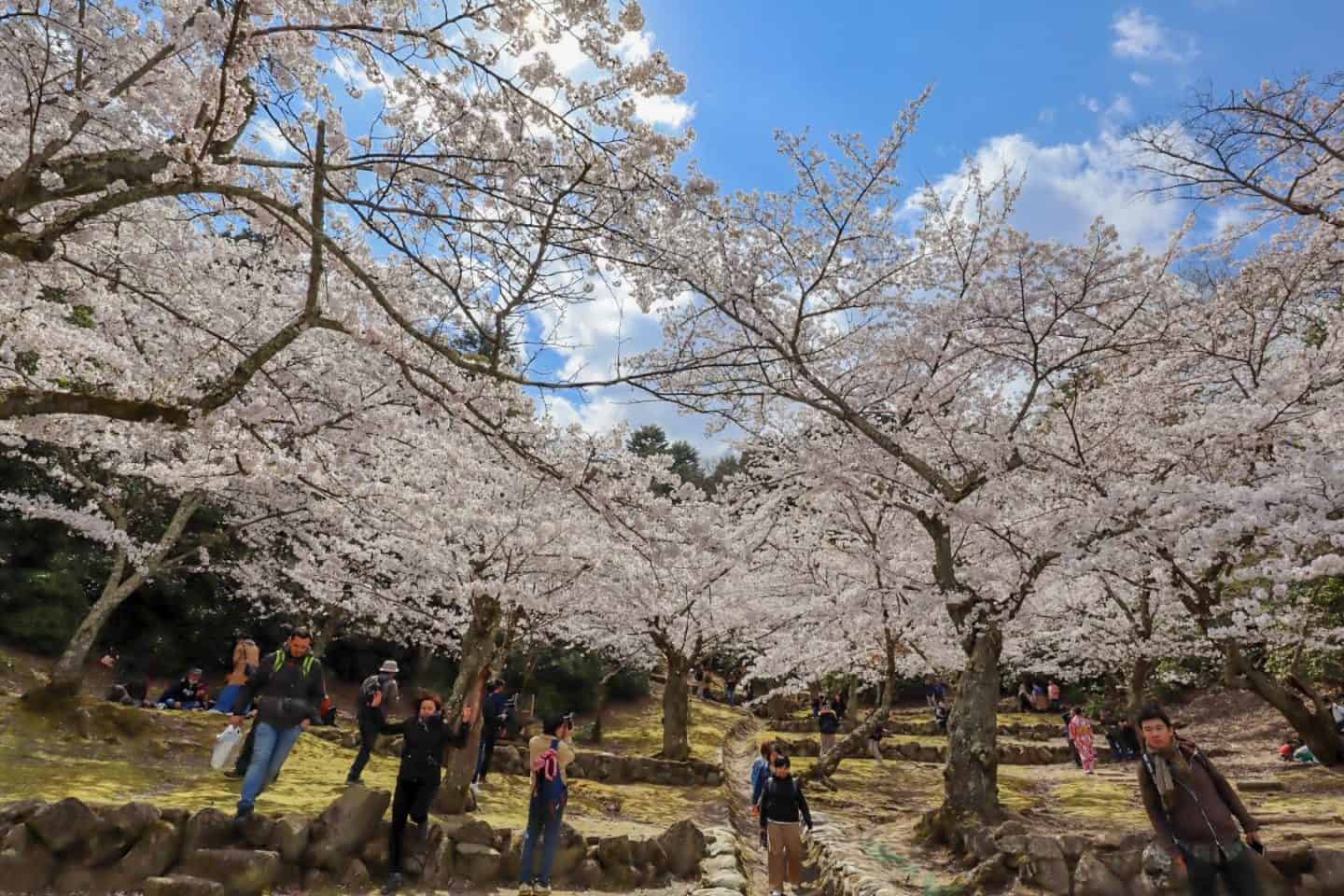 Miyajima island cherry blossoms - Miyajima island cherry blossoms