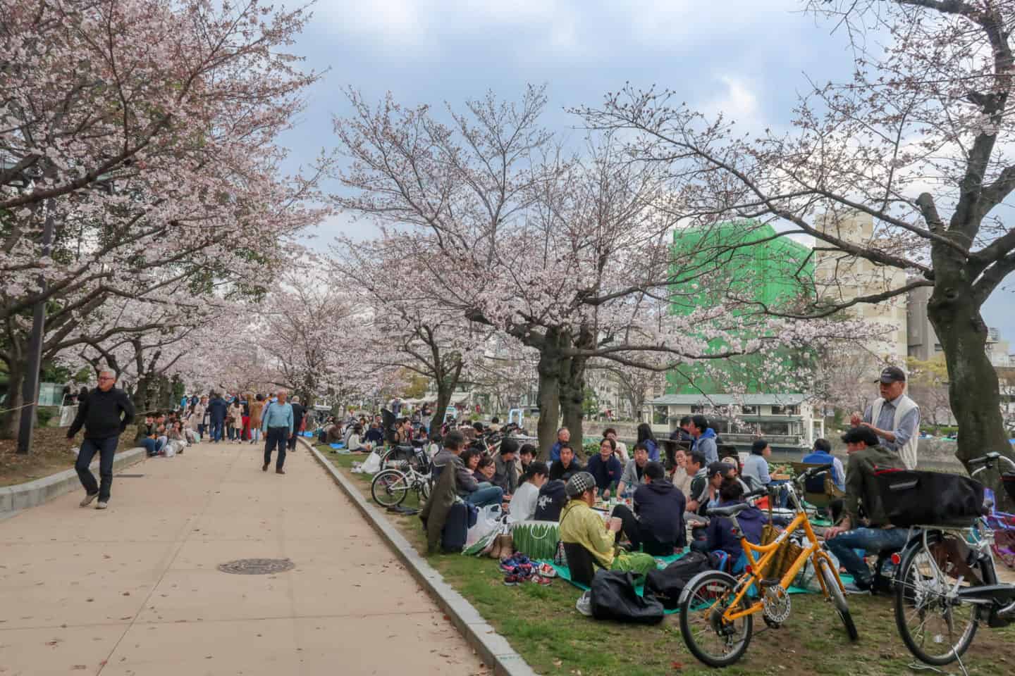 hiroshima peace park cherry blossom - hiroshima peace park cherry blossom