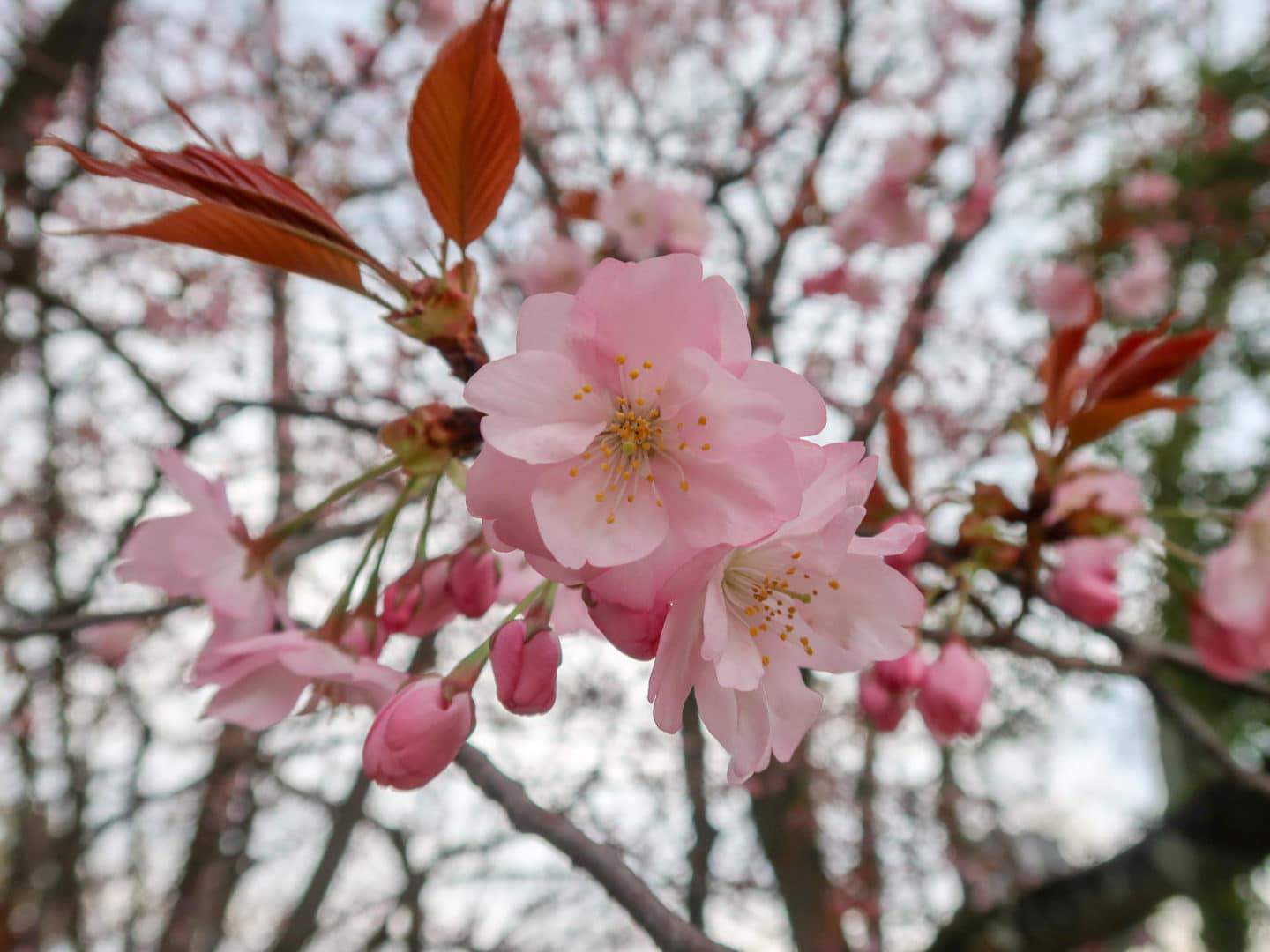 cherry blossoms in japan - The Wandering Quinn Travel Blog