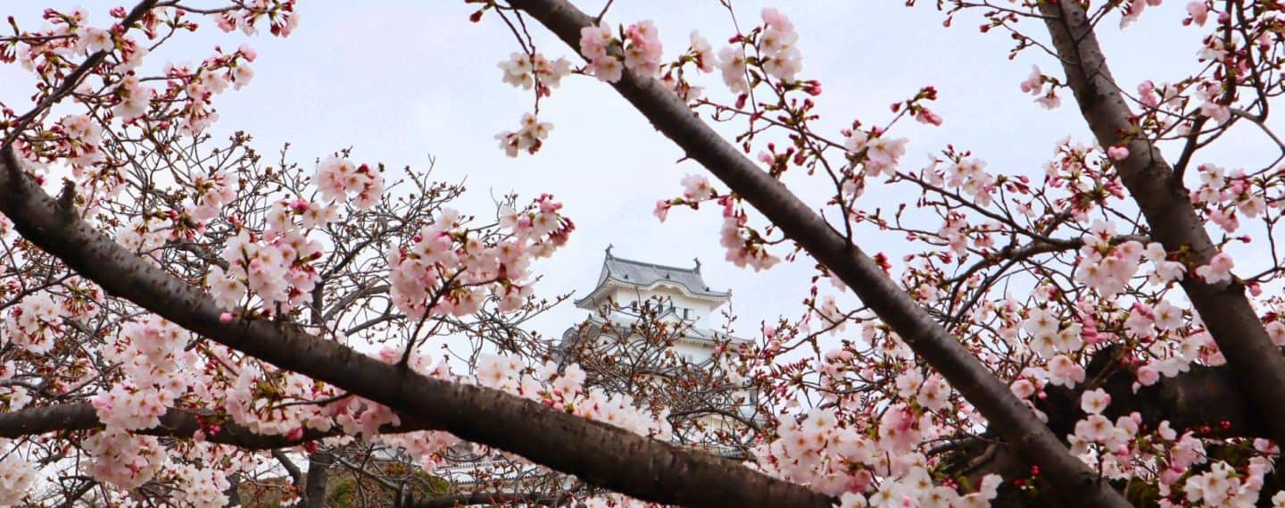 visiting Japan in Cherry Blossom Season - visiting Japan in Cherry Blossom Season