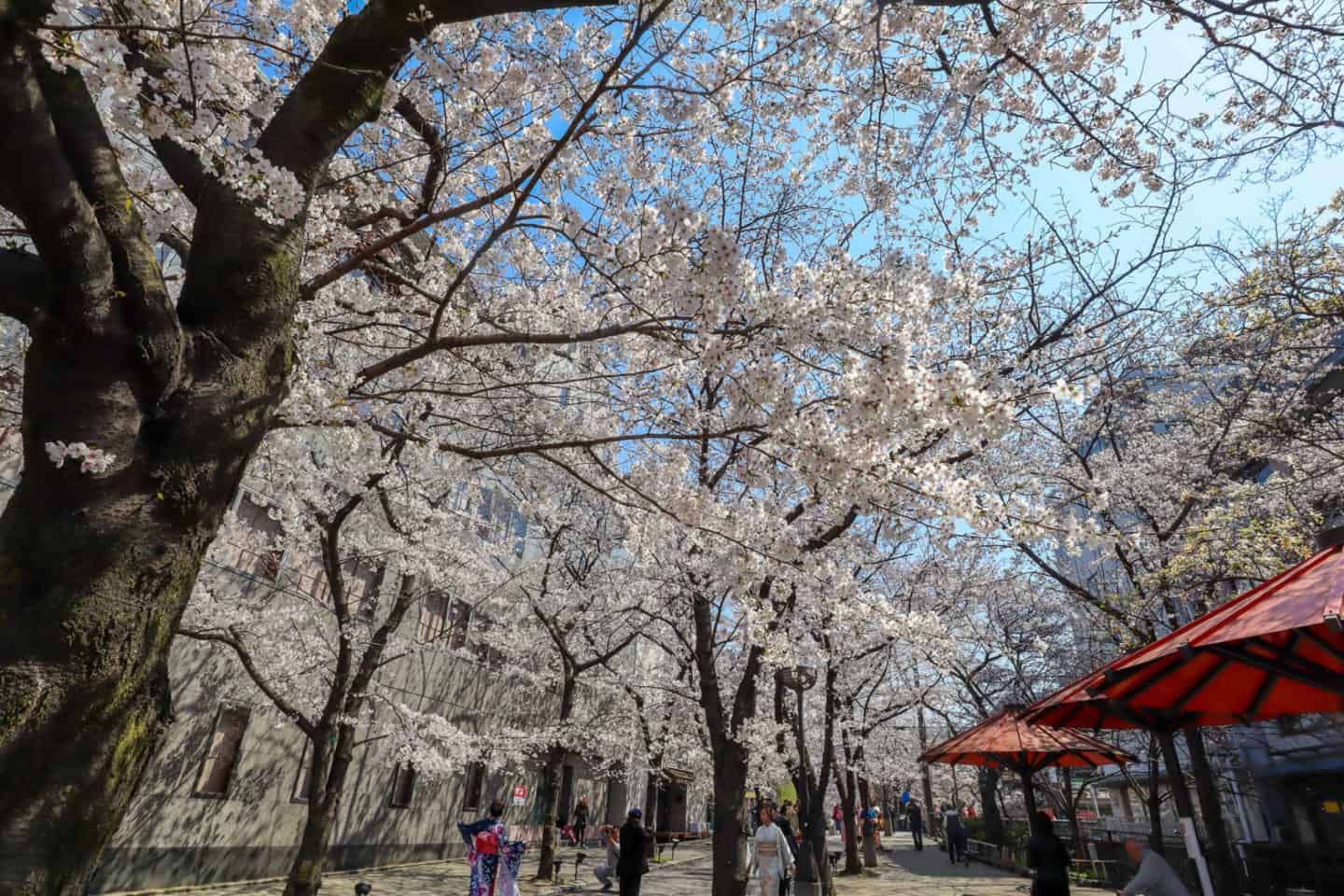 gion kyoto cherry blossom - gion kyoto cherry blossom