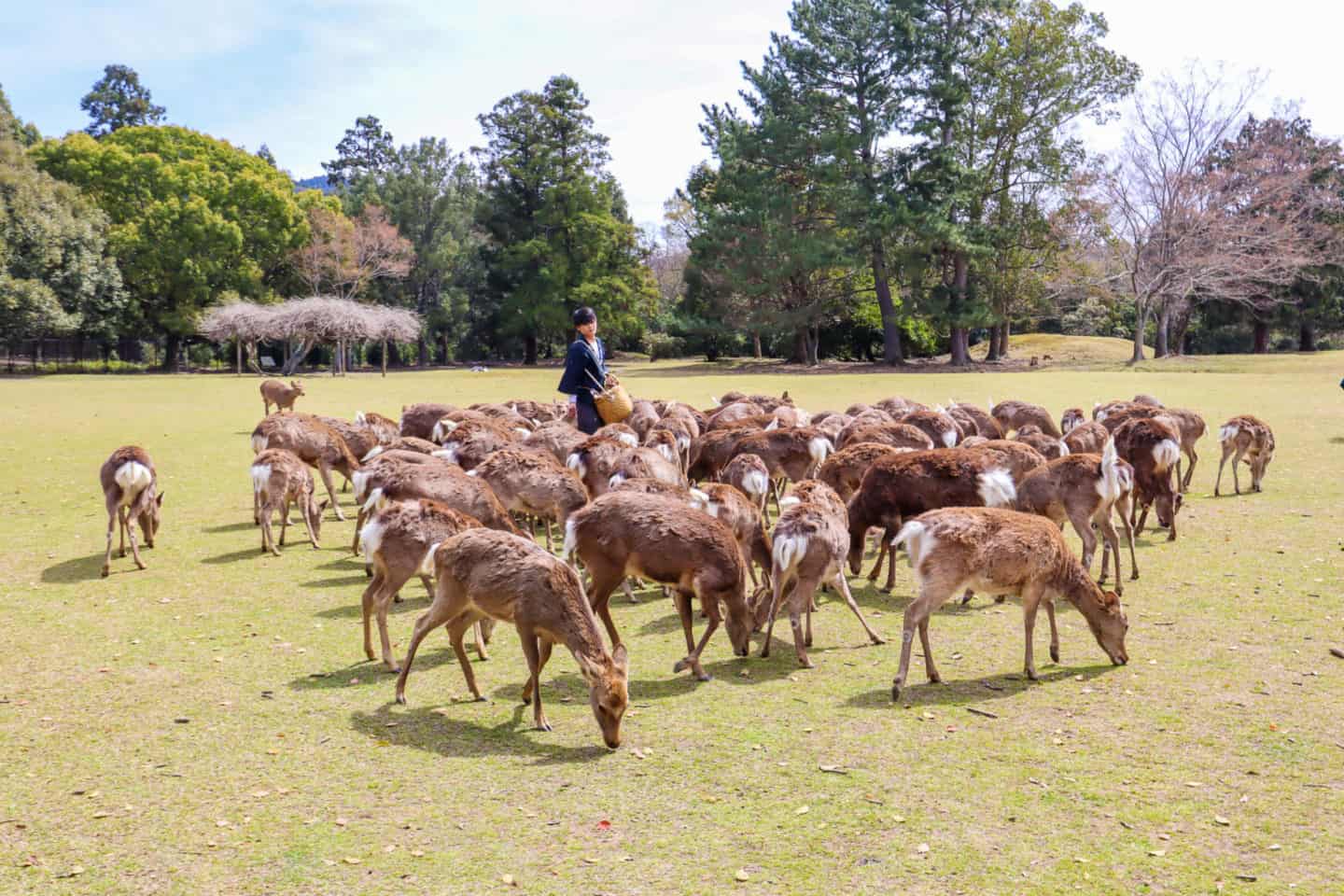 Deer in Nara - The Wandering Quinn Travel Blog
