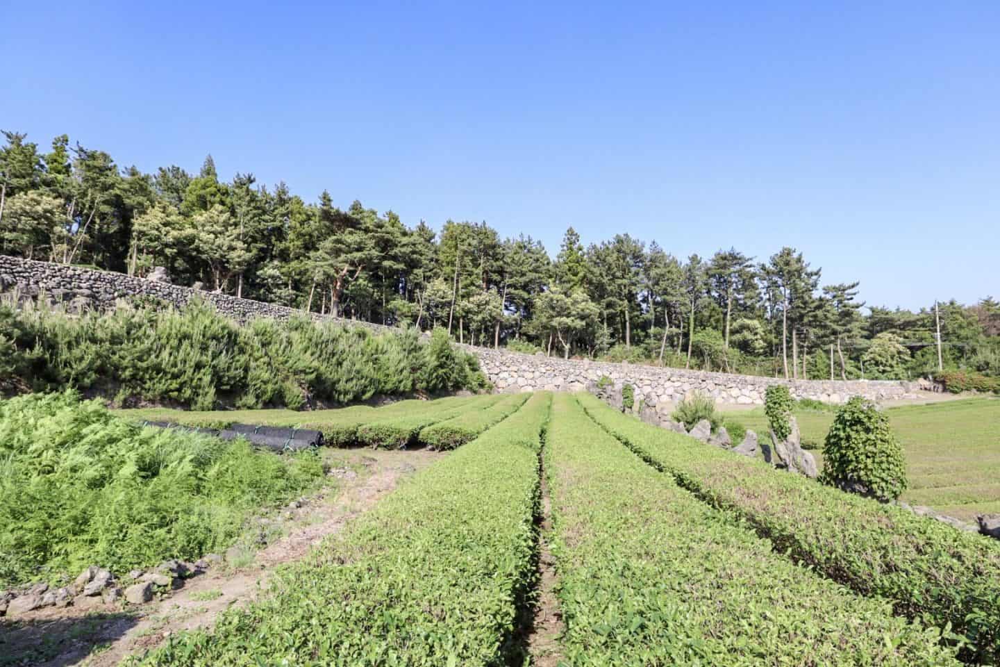 jeju island green tea fields - Jeju Island without car