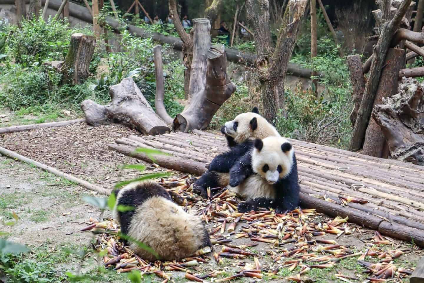 Chengdu Panda Research Centre - backpacking China, Chengdu Panda Research Centre