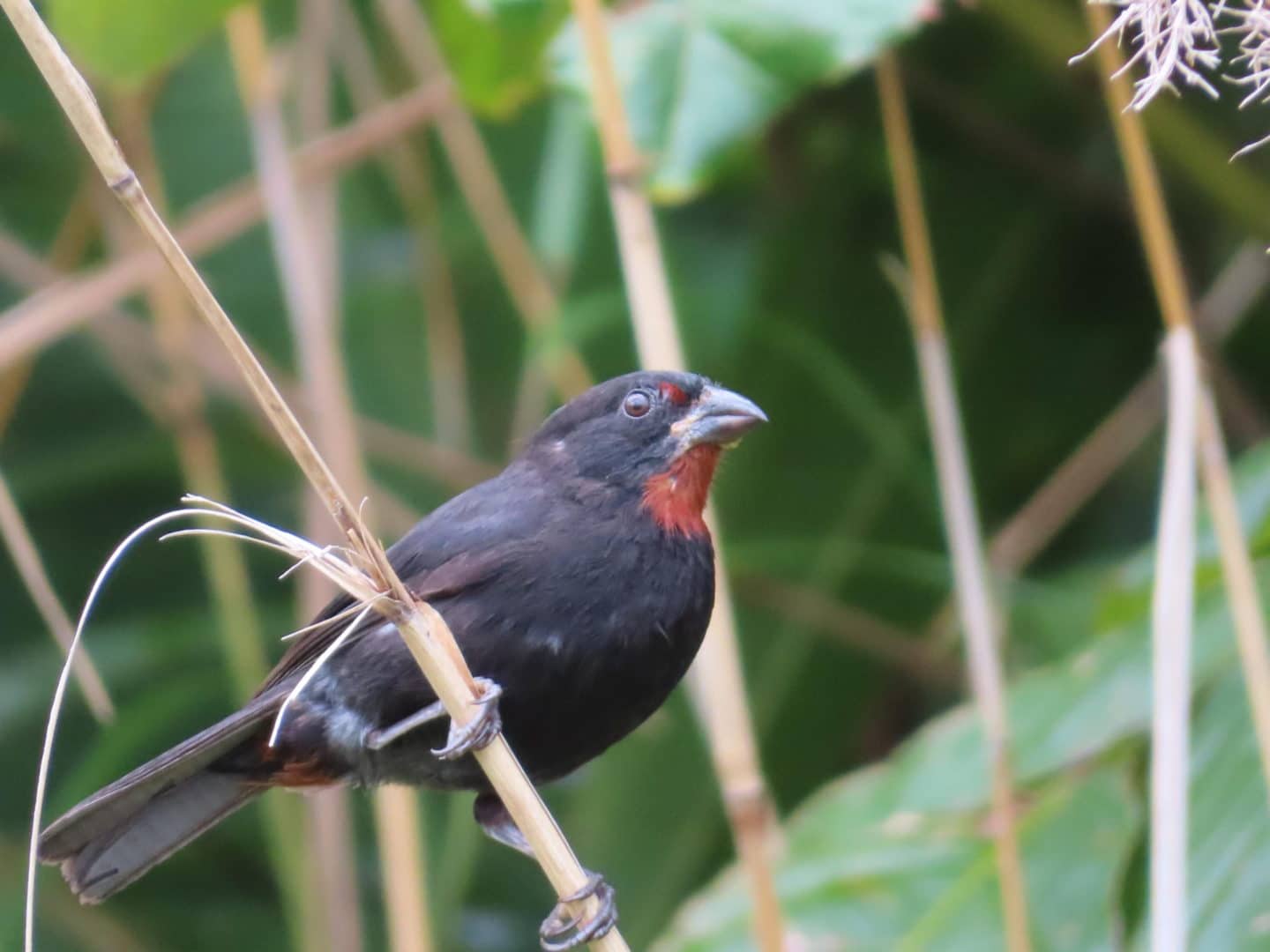 bird in Syndicate nature trail dominica - things to do in dominica, bird in Syndicate nature trail dominica