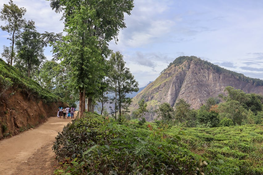 Ella Rock and Tea Plantations - Ella Rock and Tea Plantations in Ella | visiting little adams peak and nine arch bridge in Ella