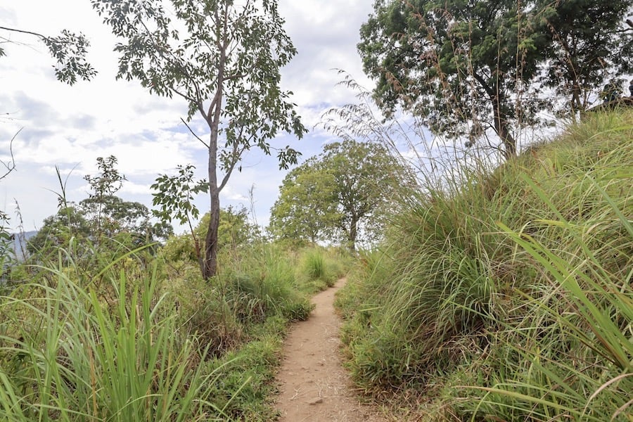 Little Adams Peak Footpath - footpath in the grass to little adams peak | visiting little adams peak and nine arch bridge in Ella