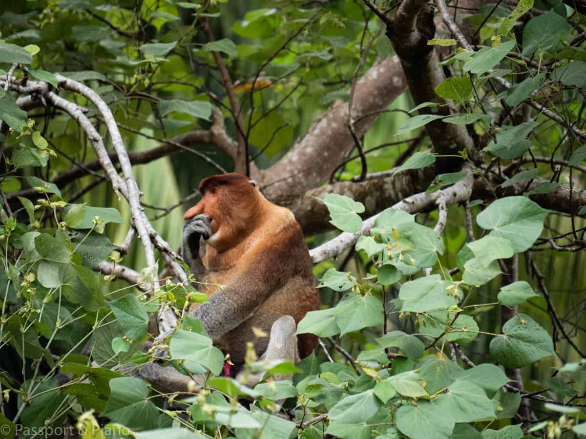 Kuching Malaysia - Orangutan in Kuching | best places to travel in Asia in July and August