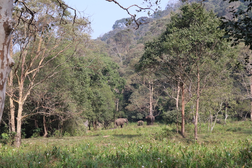IMG_6229 - wild elephants in Thekkady National Park | best places to visit in India