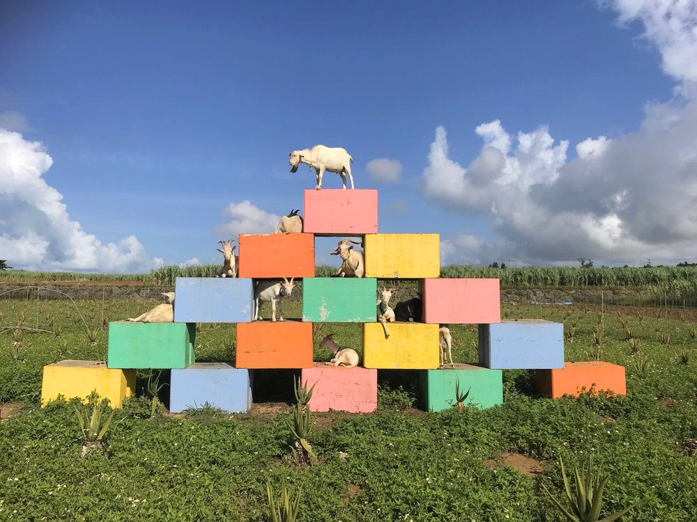 Goats at Goat Cafe Miyakojima - things to do in Miyakojima, goat cafe playground in Miyakojima