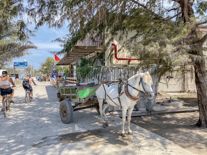 Horse and Carts on Gili T - Gili T Horses