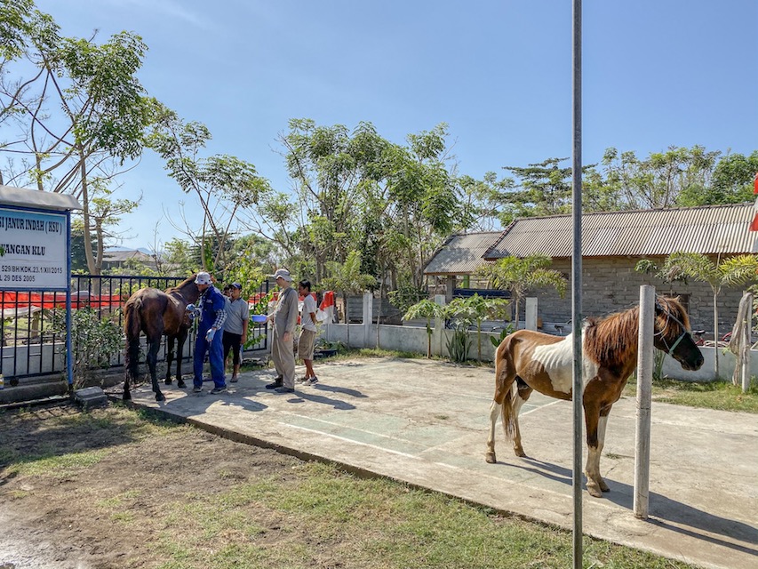Horse Clinic on Gili T - Gili T Horses