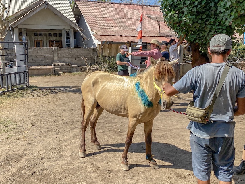 Horse Clinic on Gili T - Gili T Horses