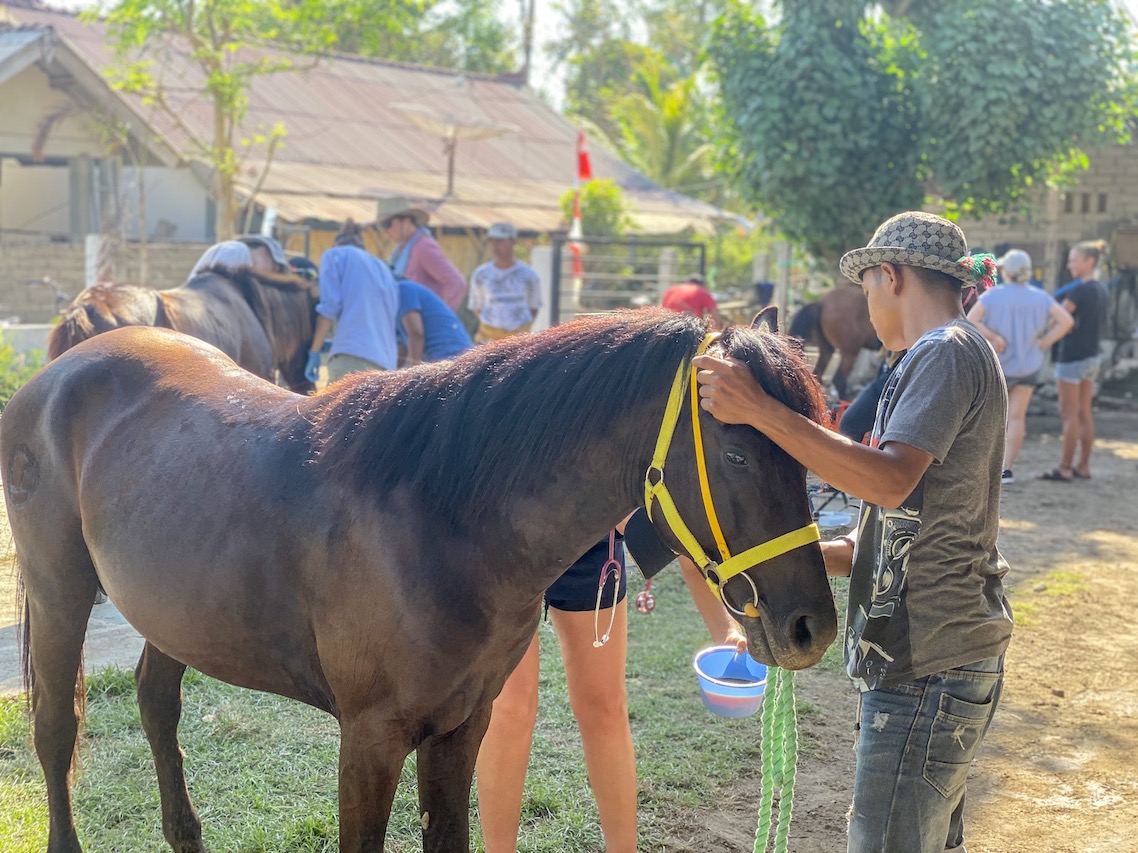 Horse Clinic on Gili T - Gili T Horses