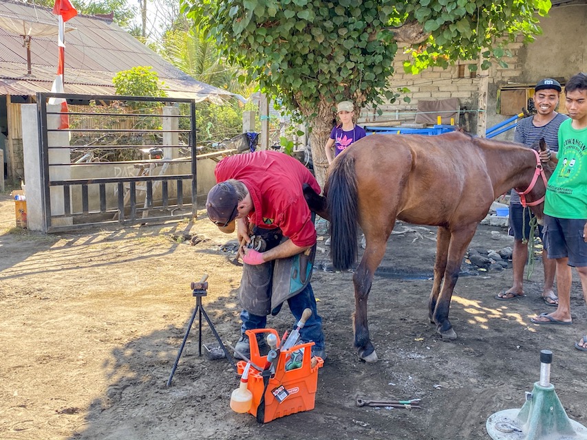 Horse Clinic Farrier on Gili T - Gili T Horses