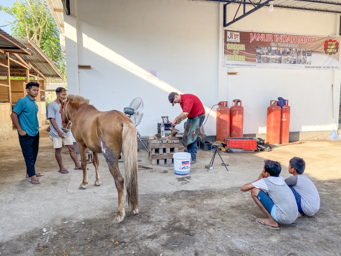 Horse Clinic on Gili T - Gili T Horses