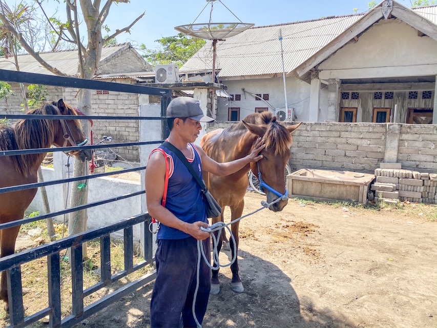 Horse Clinic on Gili T - Gili T Horses
