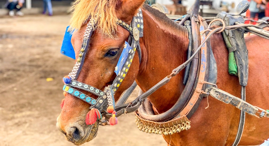 Gili T Horses - Gili T Horses