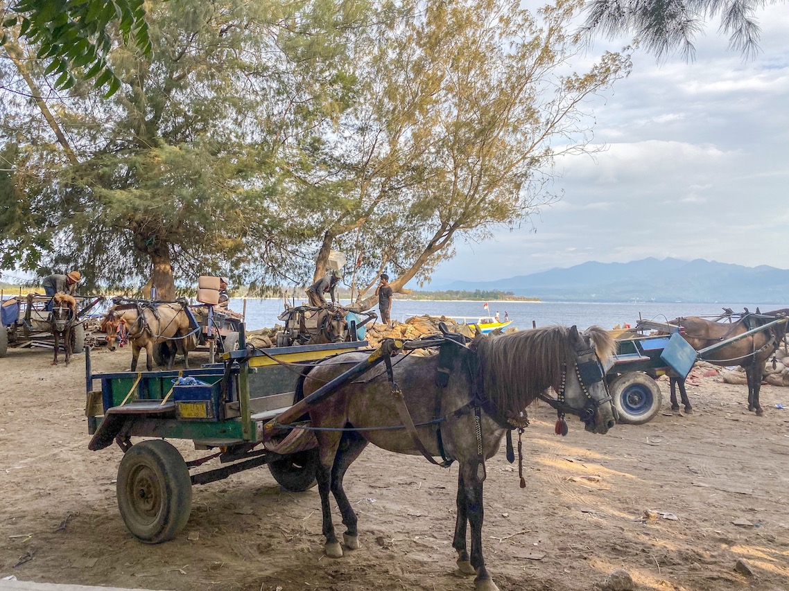Horse and Carts on Gili T - Gili T Horses