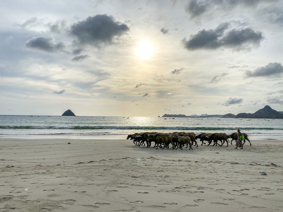 water buffalo on Selong Belank Beach - Lombok itinerary, water buffalo on Selong Belank Beach