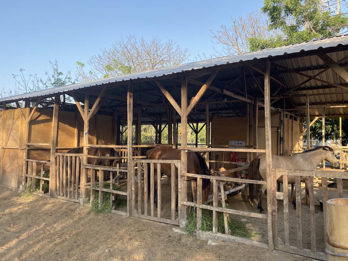 Horse of Gili Stables - Gili T Horses