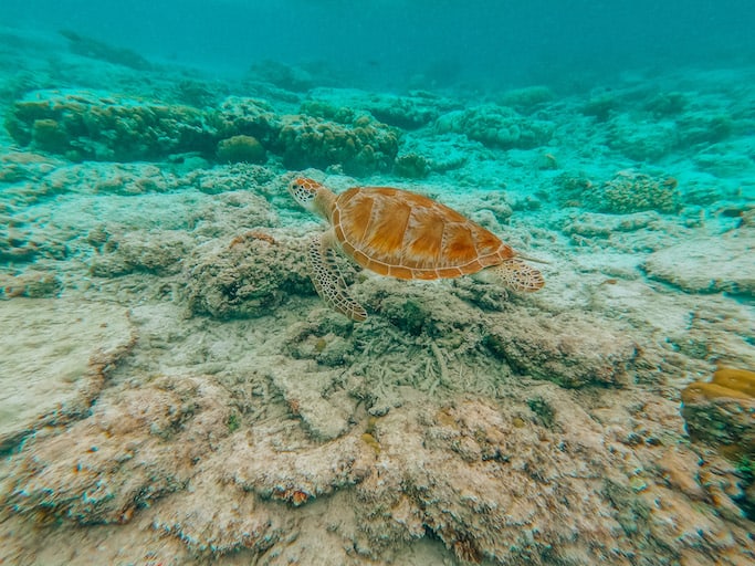 Turtle Snorkelling Gili T - Gili Trawangan itinerary, turtle snorkelling Gili T